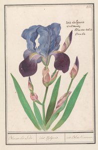 Iris germanica
