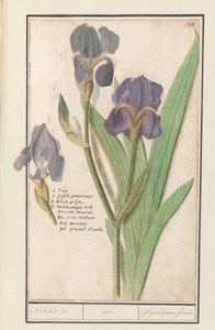 Iris tedesca (Iris germanica) da Anselmus Boëtius de Boodt