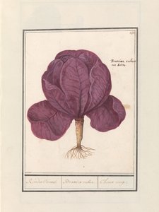 Cavolo rosso (Brassica oleracea convar. capitata var. rubra)