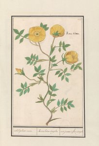 Rosa (Rosa) da Anselmus Boëtius de Boodt