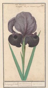 Iris susiana da Anselmus Boëtius de Boodt