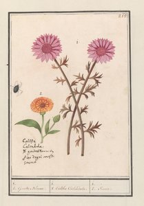 Fiore rosa (sconosciuto) e calendula (Calendula officinalis) da Anselmus Boëtius de Boodt