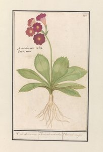 Primula da Anselmus Boëtius de Boodt