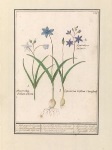 Giacinto stellato (Scilla) da Anselmus Boëtius de Boodt