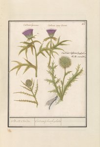 Cardo (Carduus) e Carciofo (Cynara cardunculus)