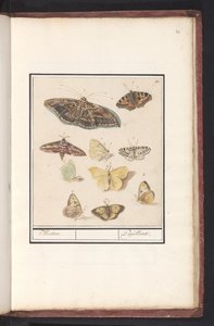 Farfalle e falene da Anselmus Boëtius de Boodt