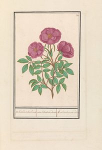 Rosa Selvatica (Rosa) da Anselmus Boëtius de Boodt