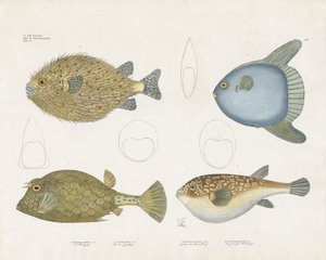  da Anstalt Arnz & Co.