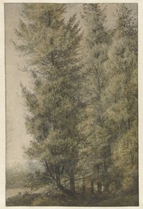 Alti pini al margine di un bosco