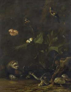 Animali e piante da Anthonie van Borssom