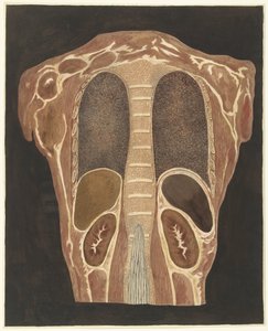 Studio anatomico degli organi nel torace, visto da dietro