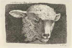 Testa di un agnello