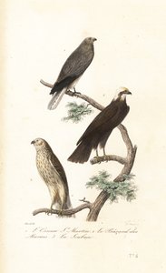 Albanella reale, albanella eurasiatica e albanella minore da Antoine (after) Chazal