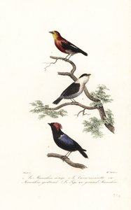 Specie di manachino