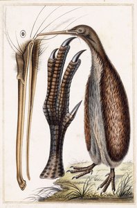 Kiwi da Antoine Charles Vauthier
