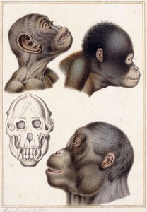 Teschio di un Pongo da Antoine Charles Vauthier