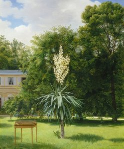 Una yucca nel parco di Neuilly
