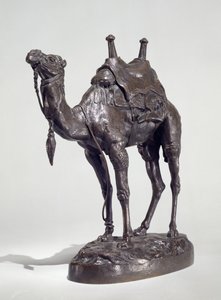 Dromedario egiziano con imbracatura