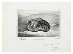 Studio di gatti