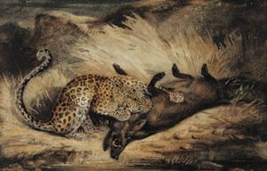 Leopardo che mangia un cinghiale