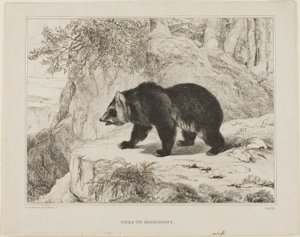 Orso del Mississippi