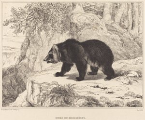 Orso del Mississippi, 1836