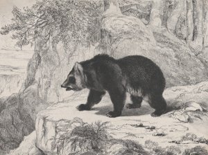 Orso del Mississippi, 1836 da Antoine Louis Barye