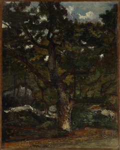 Parte nella foresta di Fontainebleau