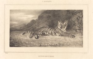 Studio di una tigre