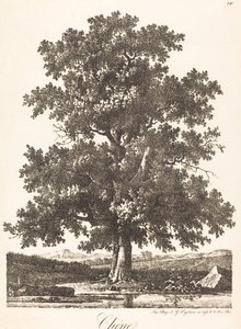 Quercia da Antoine Pierre Mongin