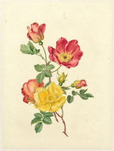 Ramo di rose selvatiche