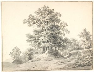 Paesaggio con grandi alberi presso l
