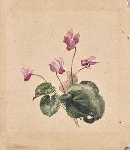 Ciclamino