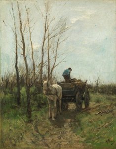 Raccolta di Legna