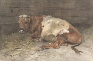 Giovane Toro Sdraiato