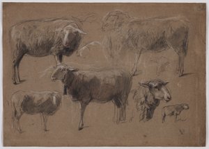 Studi di Pecore
