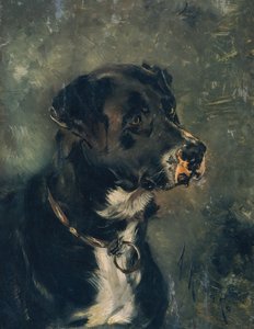 Testa di un cane da macellaio