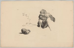 Amarilli e noci
