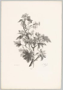 Fiori su un ramo (Studi di fiori e frutti) 10a puntata da Anton Weiss