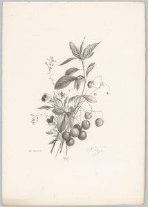 Fiori, fragole e ciliegie da Anton Weiss