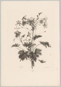 Fiori con spine