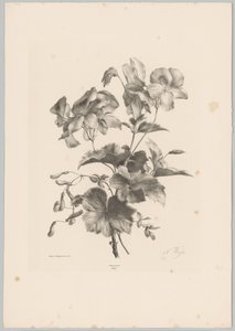 Fiori diversi da Anton Weiss