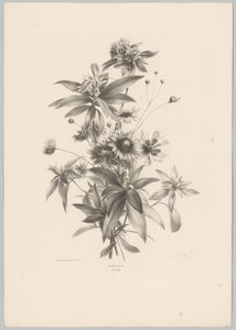 Fiori vari (serie: Studi di fiori e frutti, 10ª puntata) da Anton Weiss