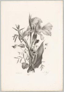 Fiori vari (serie: Studi di fiori e frutti, 10ª puntata) da Anton Weiss
