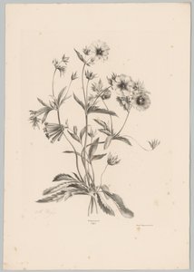 Fiori vari (serie: Studi di fiori e frutti, 10ª puntata) da Anton Weiss