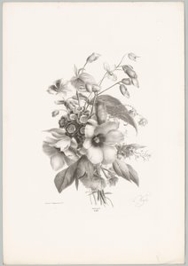 Fiori diversi da Anton Weiss