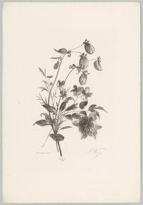 Fiori diversi da Anton Weiss
