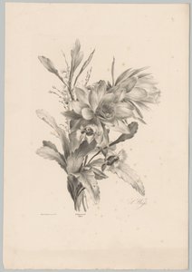 Fiori diversi da Anton Weiss