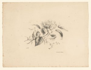 Fiori diversi da Anton Weiss