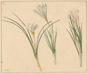 Tre studi di crochi da Anton Weiss
